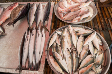 Fresh reef fish caught for seafood market © Richard Carey