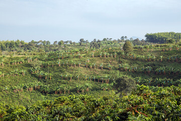 Coffee plantation in Colombia, South America