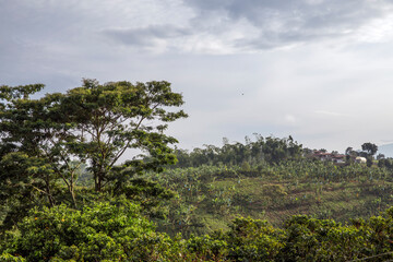 Obraz na płótnie Canvas Coffee plantation in Colombia, South America