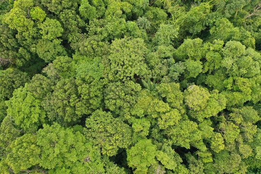 Rainforest trees canopy from above with aerial drone © Richard Carey