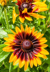 A blood orange colored daisy in full bloom 
