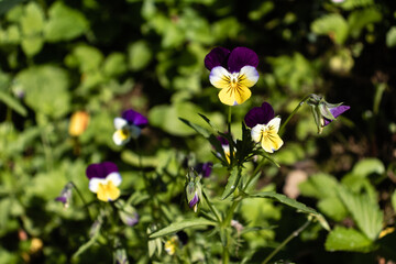 Beautiful violet with purple and yellow flower growing in the garden.