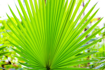 Fototapeta premium Abstract background of a tropical palm leaf. Lines and shadows. Green natural juicy background. Striped leaves with free space for text