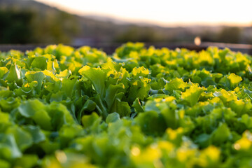 Obraz premium Fresh lettuce growing in the raised bed in the home garden. Vegan basic food. 