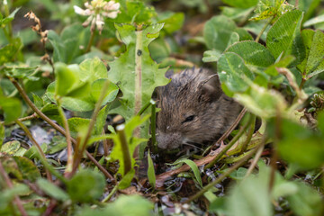 Small baby mice standing in the puddle of water, waiting for the mother. 