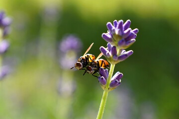 Gymnosoma rotundatum, mating on lavender. Macro lavender with gymnosa rotundatum