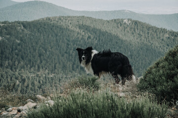 Border Collie pastoreando en monta&ntilde;a