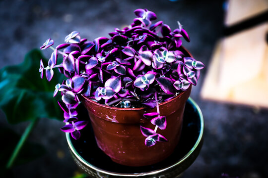 Crassula purple plant in flower pot.