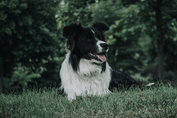 Border Collie tumbado en la hierba
