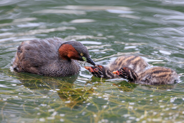 Little grebe while raising a child