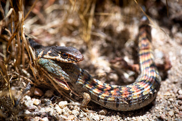 A whipsnake, or striped racer, feasts on an alligator lizard at the edge of the Tenaja Trail in Murrieta, California