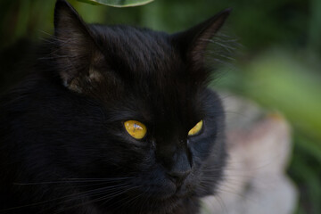 Mirada de gato negro
