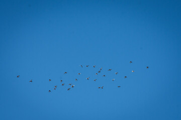 palomas en el cielo