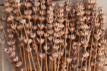 Old dried lavender flowers on gray toned wooden table. Closeup