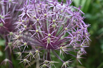 Fioletowy Kwiat  © Eva Biedrzycka