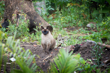 Gato Siames