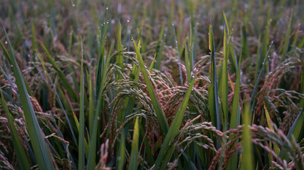 Obraz premium Rice and dew in the morning