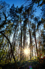 Sun rays between the trees in the forest with blue sky.