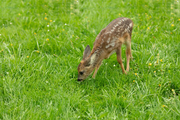 Eating Deer Fawn