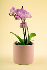 Fototapeta na wymiar Pink Orchid in Pot