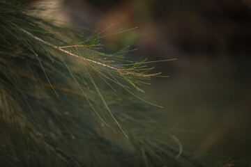 Close up image of pine tree needles in soft afternoon light