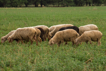 Obraz premium Rural scenic. Flock of sheep grazing in the pastureland. 