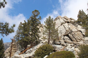 Trees and boulders.