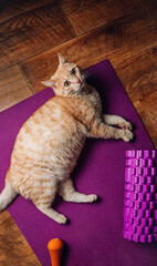 A tired red fat cat lies on a yoga mat after a sports workout. Concept of isolation during the coronavirus epidemic and fitness training at home.