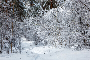 A path through a snow-covered forest