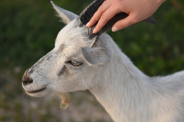 portrait of a young goat