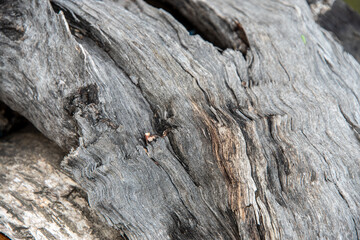 old dried wood nature texture, wood nature background