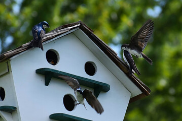 Tree Swallow on Birdhouse