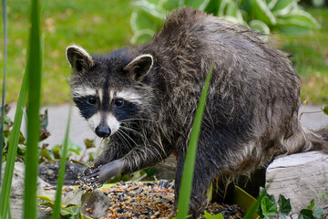 Mother Raccoon