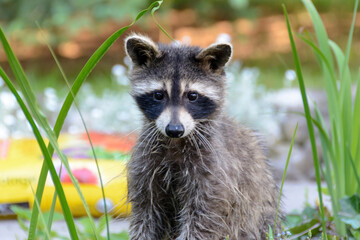 Mother Raccoon