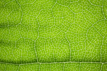 the structure of a green tree leaf as a macro background