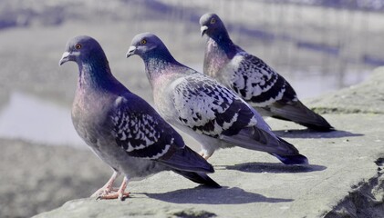 Gołębie © Eva Biedrzycka