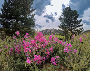 pink flowers, Pinke flowers with a mountain background, close up of pink flowers and a mountain range background, Clouds over the mountains with pink flowers 