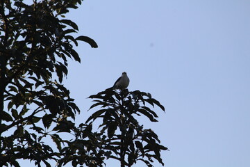 natureza