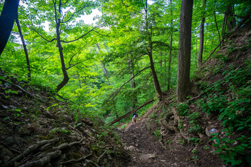 Beautiful Scenic View of a Forest Landscape during warm summer weather