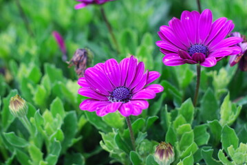Violet Cosmos flowers in field