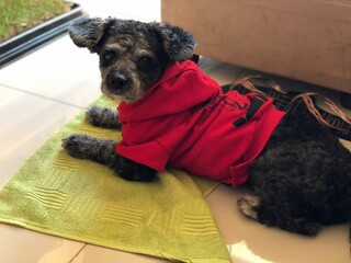 SLASH DOG C&Atilde;O ONG ADO&Ccedil;&Atilde;O