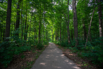 Beautiful Scenic View of a Trail in a Forest Landscape during warm summer weather