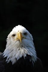 American bald eagle