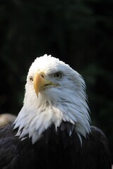 American bald eagle