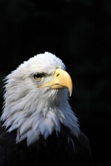 Obraz premium american bald eagle