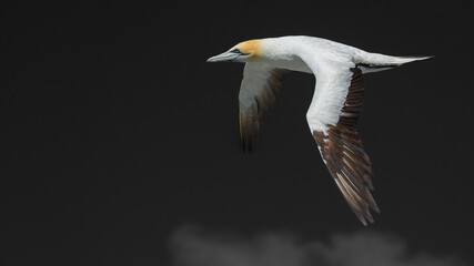 Gannet in Flight