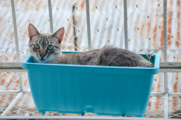 gray tabby cat inside a blue vase looking to camera with blue eyes