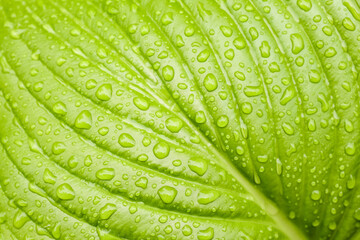 green Hosta leaf with rain drops close-up