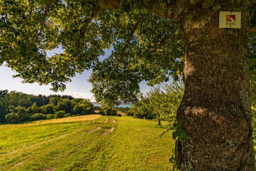 Premium hiking trail Seegang on Lake Constance
