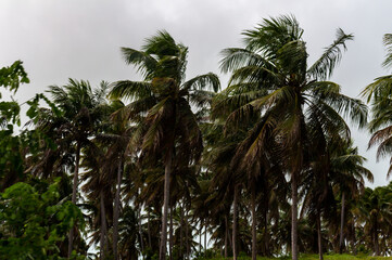 Fototapeta premium Numerous palm trees with great foliage. Tropical coast landscape.